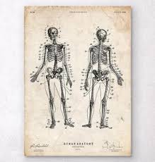 Human Skeleton Chart