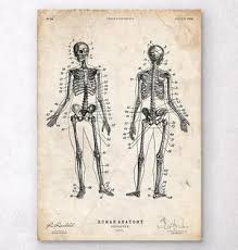 Human Skeleton Chart