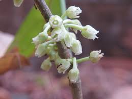 Image result for Rinorea