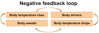 Positive Feedback Definition Anatomy Anatomy Drawing Diagram