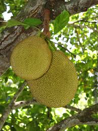Image result for Artocarpus heterophyllus