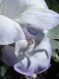 Image result for Datura
