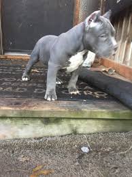 American Bully Puppies For Sale The Dalles Or Pit Puppies Puppies Pitbull Puppies