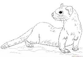 How To Draw A Black Footed Ferret Step By Step Drawing Tutorials For Kids And Beginners Animal Coloring Pages Drawing Tutorial Coloring Pages