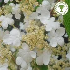 Find over 100+ of the best free magnolia tree images. Viburnum Plicatum Mariesii Japanese Snowball Viburnum Shrubs
