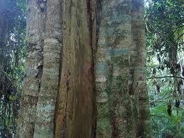 Image result for Pouteria adolfi-friedericii