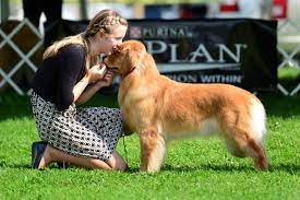 The Future Of Canine Sport: Junior Handlers – American Kennel Club