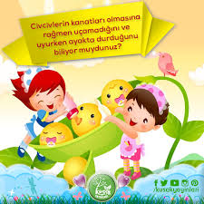 Civcivlerin Kanatlari Olmasina Ragmen Ucamadigini Ve Uyurken Ayakta Durdugunu Biliyor Muydunuz Civciv Bilgi Sevimli Fikirler Kanatlar Faaliyetler