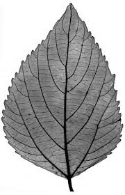 Image result for Tannodia swynnertonii