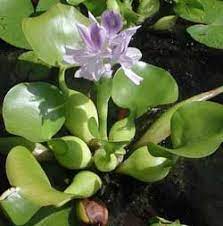 Water Hyacinth Floating Pond Plants Pond Plants Floating Pond Plants Water Hyacinth