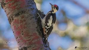 Alaca Agackakan Syrian Woodpecker By Ressam06 Kus Fotograf