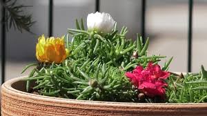 Obilje svežeg povrća još uvek nam je na raspolaganju, zato je sada pravo vreme da se svi ukusi leta sačuvaju u tegli. Ljetnice Za Balkone Koje Vole Susu Dom Na Kvadrat