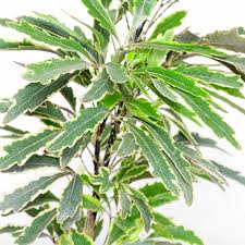 Image result for Plerandra