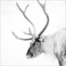 Red deer split wall art canvas picture print. Shop Deer Canvas Prints Posterlounge Com