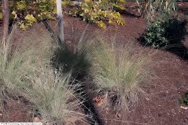 Image result for Eragrostis dinteri