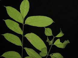 Image result for Aphanamixis