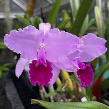 Image result for Habenaria perpulchra