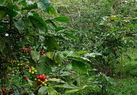 Your email address will not be published. Shade Grown Vs Sun Grown Coffee Why It Matters