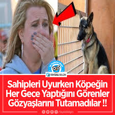 Sahipleri Uyurken Kopegin Her Gece Yaptigini Gorenler Gozyaslarini Tutamadilar Bilgi Gece Kopek