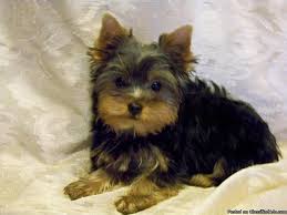 Looking for a yorkiepoo puppy for sale? Yorkie Puppies Rglangels Com Price 650 00 For Sale In Covington Georgia Best Pets Online