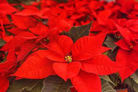 Christmas New Year Plant 20 Poinsettia Plant Plant Symbolism Christmas Plants