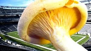 Ensuite, en comparant les cultures du champignon cultivé des 112 échantillons, elle déterminé que 61 provenaient du même organisme, ce qui signifie qu'un seul. Revue Acropolis Le Plus Grand Etre Vivant Sur Terre Un Champignon