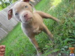 A champagne pitbull is a dog with a fawn coat that have a red nose. American Pit Bull Puppy For Sale Ukc Purple Ribbon Champagne Pitbull Bullys 11 Years Old