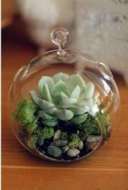 Abc Das Suculentas Terrarium De Plantes Grasses Terrarium Pour Plantes Grasses Terrarium Suspendu