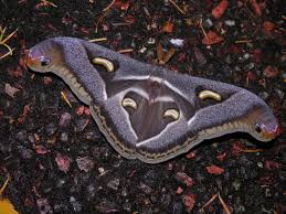 Image result for Neoboutonia melleri