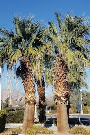 Image result for Wiesneria filifolia