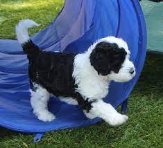 Six Weeks 639 Version 2 Portuguese Water Dog Portuguese Water Dog Puppy Kittens And Puppies