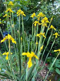 Image result for Struthiola thomsonii