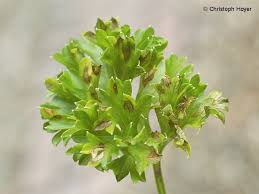 It is especially good used in great quantities in fresh salads or in soups and sauces. Petersilie Blattflecken Regierungsprasidium Giessen Dezernat Pflanzenschutzdienst