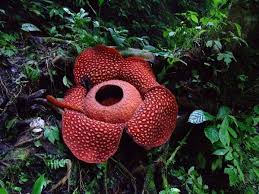 The name of pollinator is carrion fly. Rafflesia Arnoldii Another Corpse Flower Rare Flowers Corpse Flower Unusual Flowers