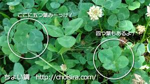 金運アップ 五つ葉のクローバーをたくさん見つけた ちょい調