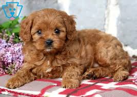 See more of cavapoo puppies sales on facebook. Shayla Cavapoo Puppy For Sale Keystone Puppies