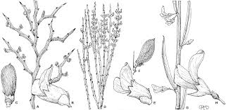 Image result for Indigastrum parviflorum