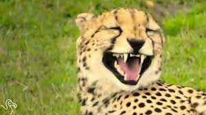 Animals Noises So Weird They Don T Sound Real The Dodo Youtube