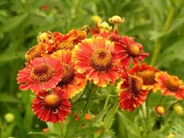 Check spelling or type a new query. 12 Heavenly Flowers That Start With H