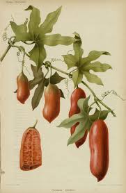 Image result for Coccinia adoensis