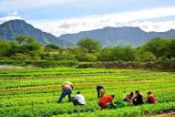 Oahu Organic Farms - Hawaii Eco Living
