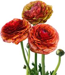 Image result for Ranunculus raeae