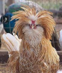 The flowing crests and sprigh. 580 Chicken Ideas Chickens Backyard Chickens And Roosters Chicken Breeds