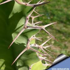 Image result for Euphorbia unicornis