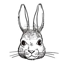 Découvrez donc ce coloriage lapin realiste à dessiner et colorier dans les temps libre. Stylo Dessines A La Main Vecteur Et Le Caractere Encre Croquis Papier Peint Papiers Peints Marqueur Realiste Lievre Myloview Fr