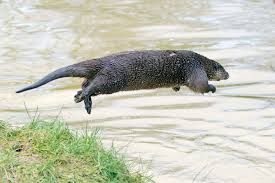 I Jump Therefore I Fly D We River Otters Otters British Wildlife Sea Otter