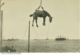 Horses in the Boer War