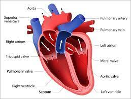 What Is Structural Heart Disease Chester County Hospital Penn Medicine