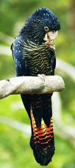 Bird That Sounds Like A Monkey Australia Pure Perfection Australian Native Animals Animals Beautiful Pet Birds