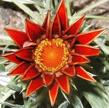 Image result for Gazania krebsiana